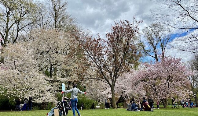 Painting on the Cherry Esplanade at Brooklyn Botanic Garden credit Meryl Pearlstein